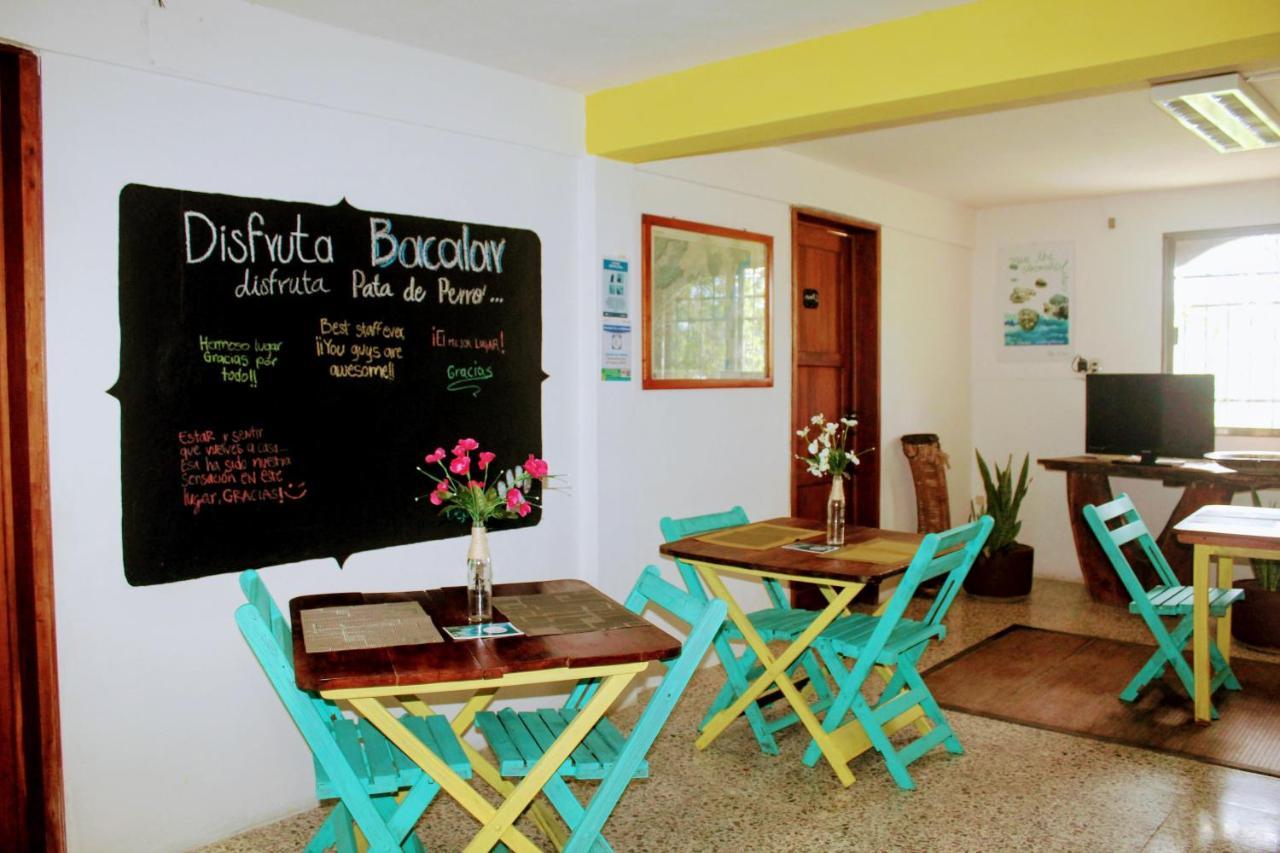 & Pata De Perro Albergue Bacalar